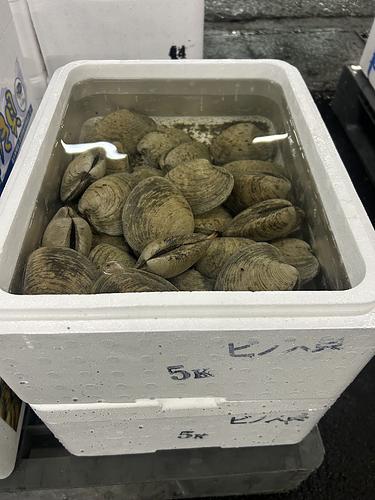 ホンビノス貝約5kg(底曳)