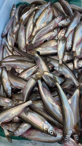 シシャモ約3kg