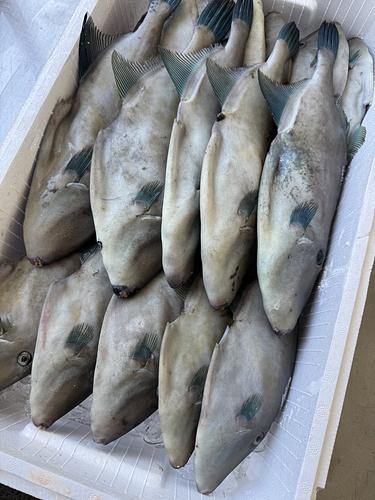 ウマヅラハギ15入約5.1kg(定置)