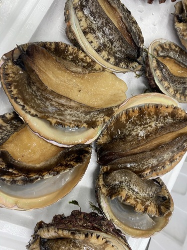 活アカアワビ11入約2.7kg(沿岸)