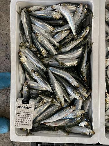 マイワシ(沿岸)