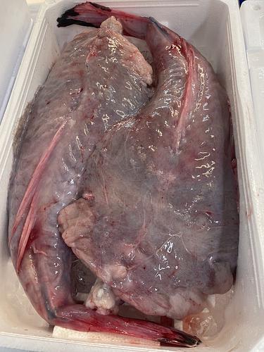 アンコウ（ムキ身）2入約7kg(沿岸)