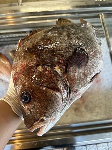 活〆ヒゲソリダイ21入約2kg