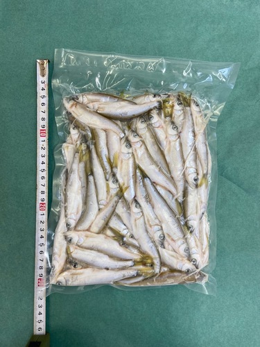ハス小1k/pc(80尾程)10入約10kg(沿岸)