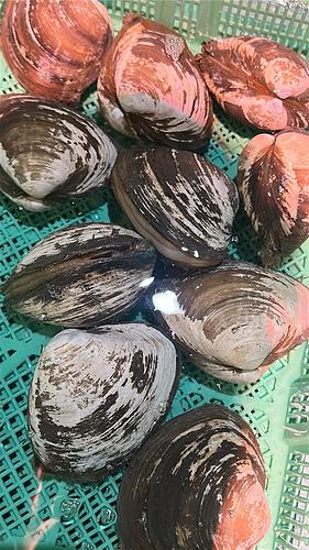 ホッキ貝500g up/10入約5kg(沿岸)
