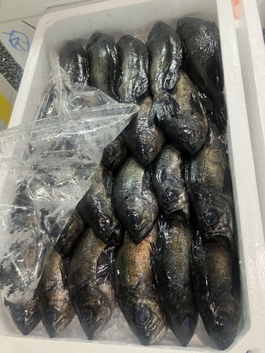 メバル19入約3.6kg