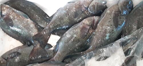 メジナ8入約1.6kg(定置)