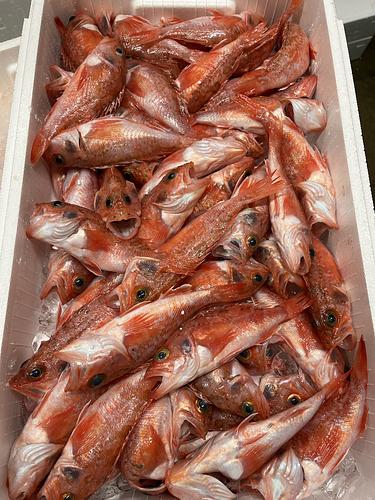 ユメカサゴ約80g約5kg(底曳)