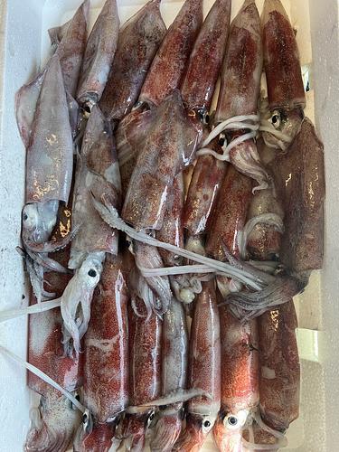 ケンサキイカ23入約2.3kg(定置)