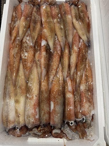 ヤリイカ(底曳)