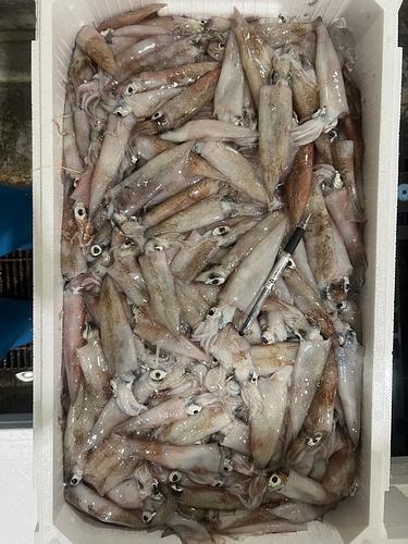 ヤリイカバラ約5.5kg(底曳)