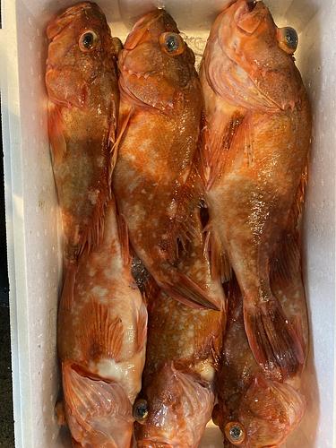 カサゴ6入約5.5kg(底曳)