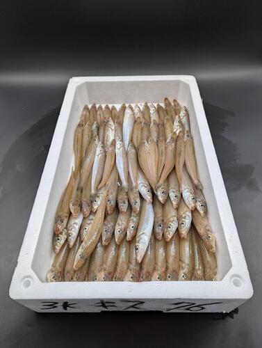 シロギス61入約3kg(沿岸)