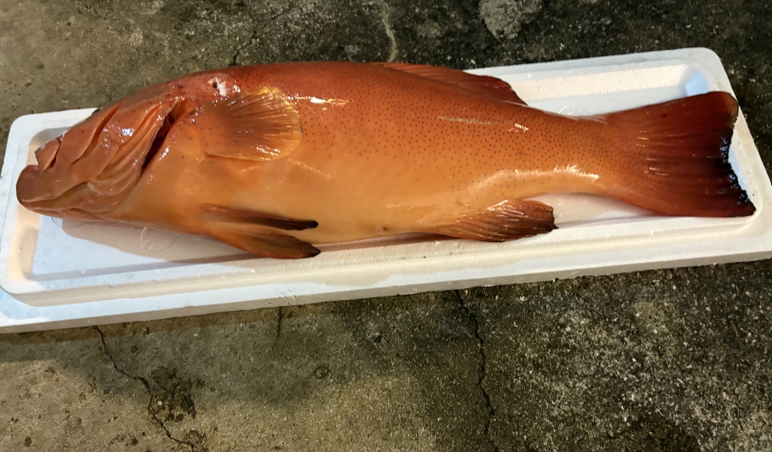 活〆スジアラ1入約5.6kg(銛突)【業務用の鮮魚仕入れならウーオ】
