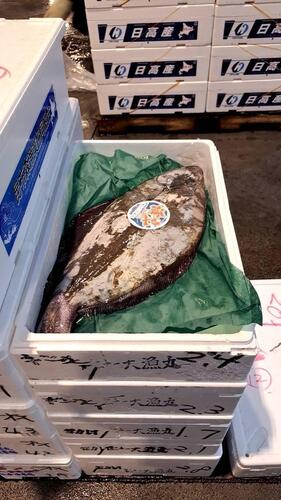 活〆カラスガレイ1.6〜3.5k1入約1.6kg(沿岸)