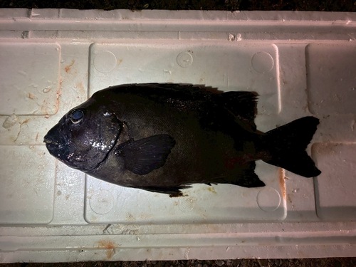 活〆イシダイ1入約3.6kg(銛突)