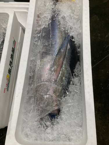 メジマグロ14/19k1入約14kg(定置)
