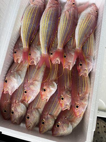 イトヨリダイ15入約5.4kg(底曳)