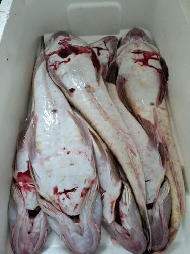 マゴチ6～10入約6kg(底曳)