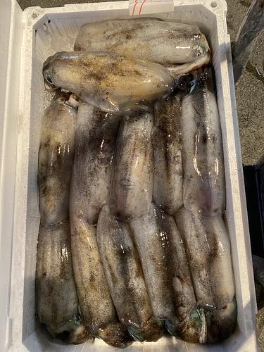 アオリイカ12入約5.5kg(定置)