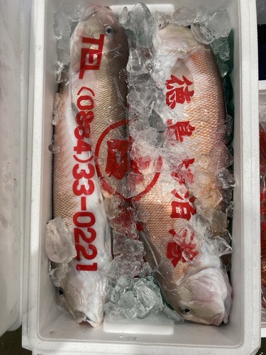 シロアマダイ4入約3.6kg(釣)