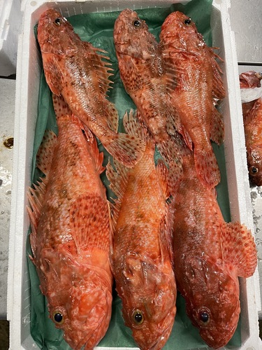 イズカサゴ0.4-1.5k6入約4.7kg(釣)