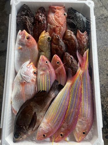鮮魚BOX約5.6kg(釣)