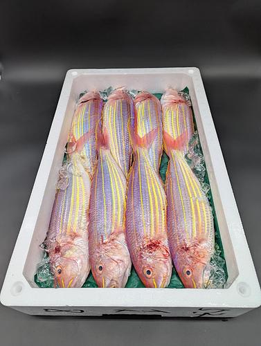 イトヨリダイ8入約5kg(底曳)