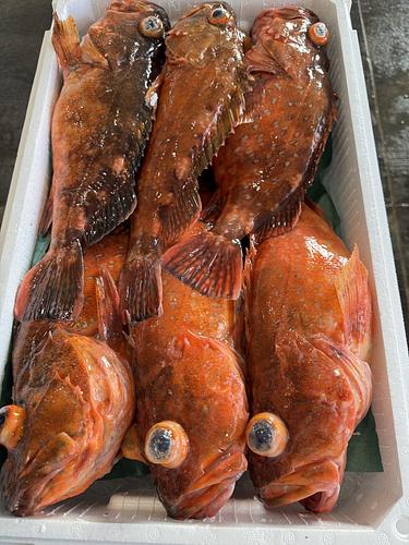 活〆カサゴ(釣)