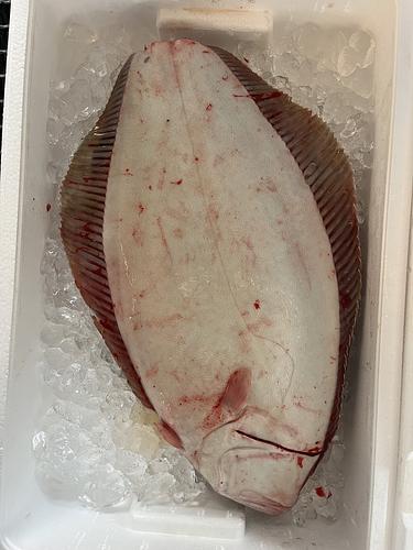 活〆ヒラメ1入約7.8kg(底曳)