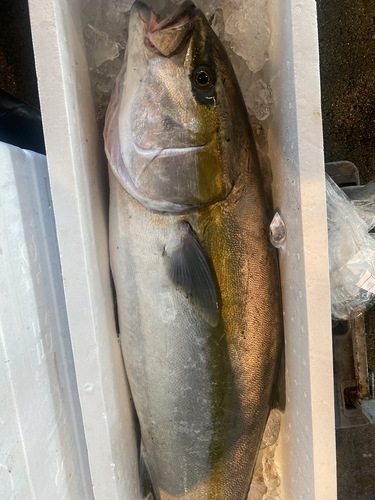 ヒラマサ1入約11kg(釣)