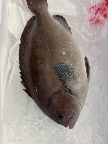 トビハタ1入約1.8kg(定置)