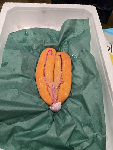 ボラ子【予約商品】約0.3kg(沿岸)