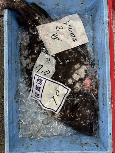 アブラガレイ1入約7kg(底曳)