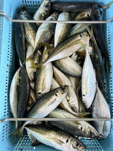 マアジ中25入約5kg(沿岸)