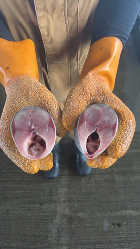 ゴマサバ8入約5kg(小網)
