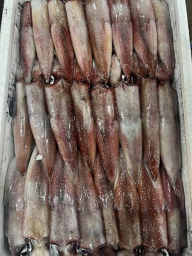 赤イカ3段24入約4kg