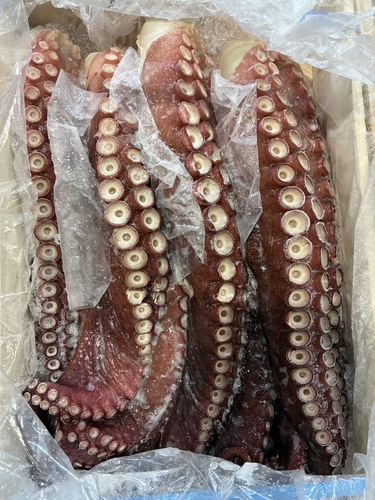 タコ足10kg8-9本8入約10kg