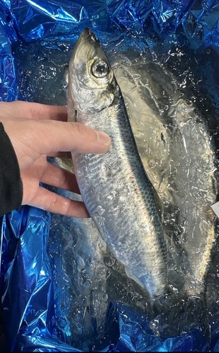 ニシン17入約5kg(定置)
