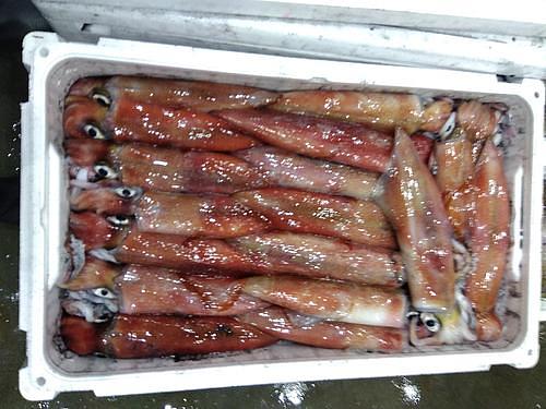 ヤリイカ30/35入位約3kg(定置)