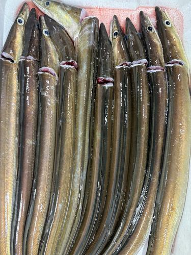 活〆ハモ20入約4kg