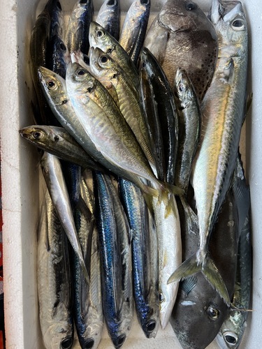 鮮魚BOX約4kg(沿岸)