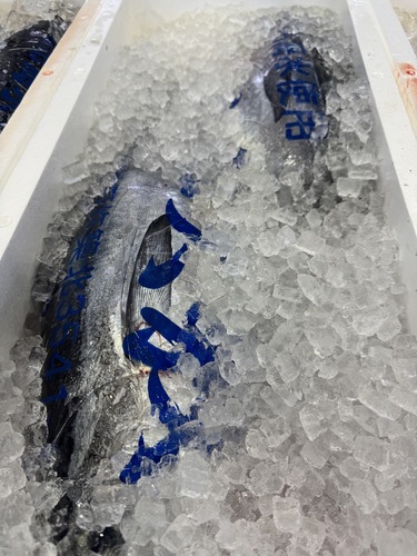 活〆コシナガマグロ2入約7.4kg(定置)