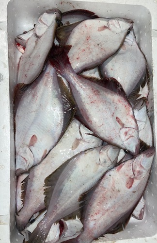 ソウハチガレイ中サイズ約5kg(刺網)