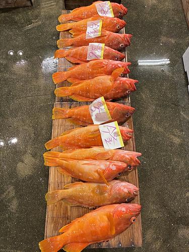 活〆アカハタ500gから700g 10入約6kg(釣)