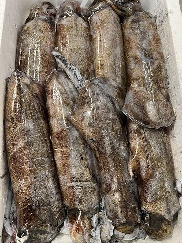 アオリイカ8入約7kg(定置)