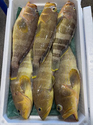 活〆アオハタ6入約4.6kg(釣)