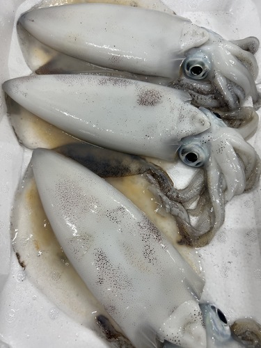 活〆アオリイカ1入約2.6kg