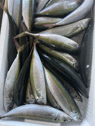ムロアジ23尾前後約250g約5.5kg(定置)