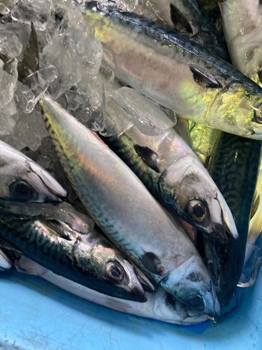 マサバ13-15入約8kg(定置)